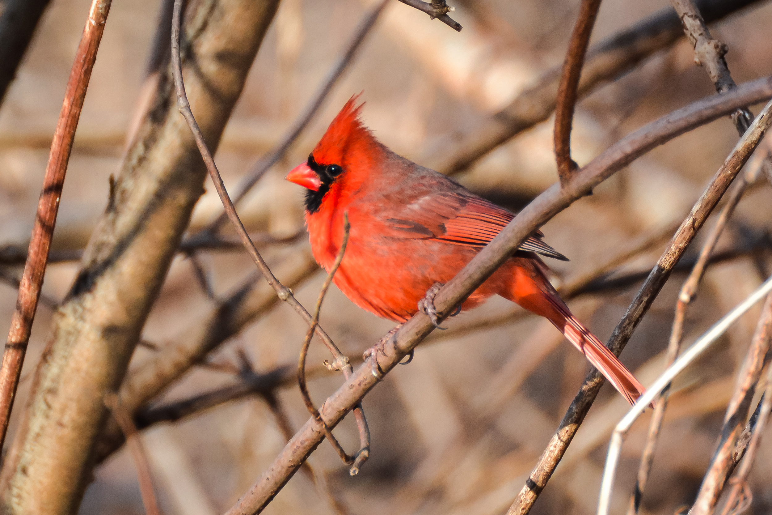 Male Northern Cardinal with vivid red plumage on a branch
