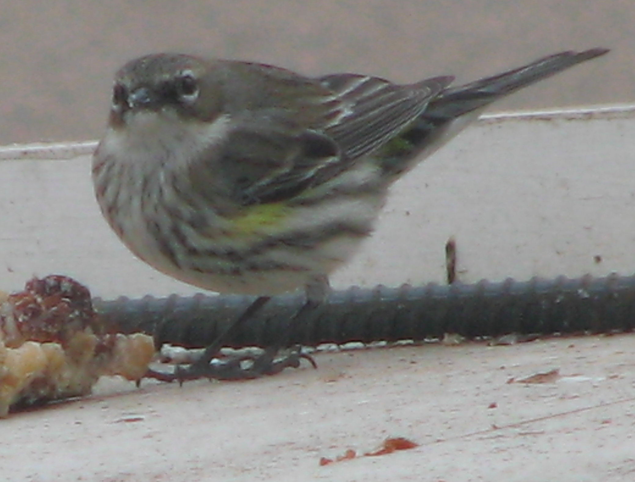 Yellow-rumped Warbler perched on a branch in breeding plumage