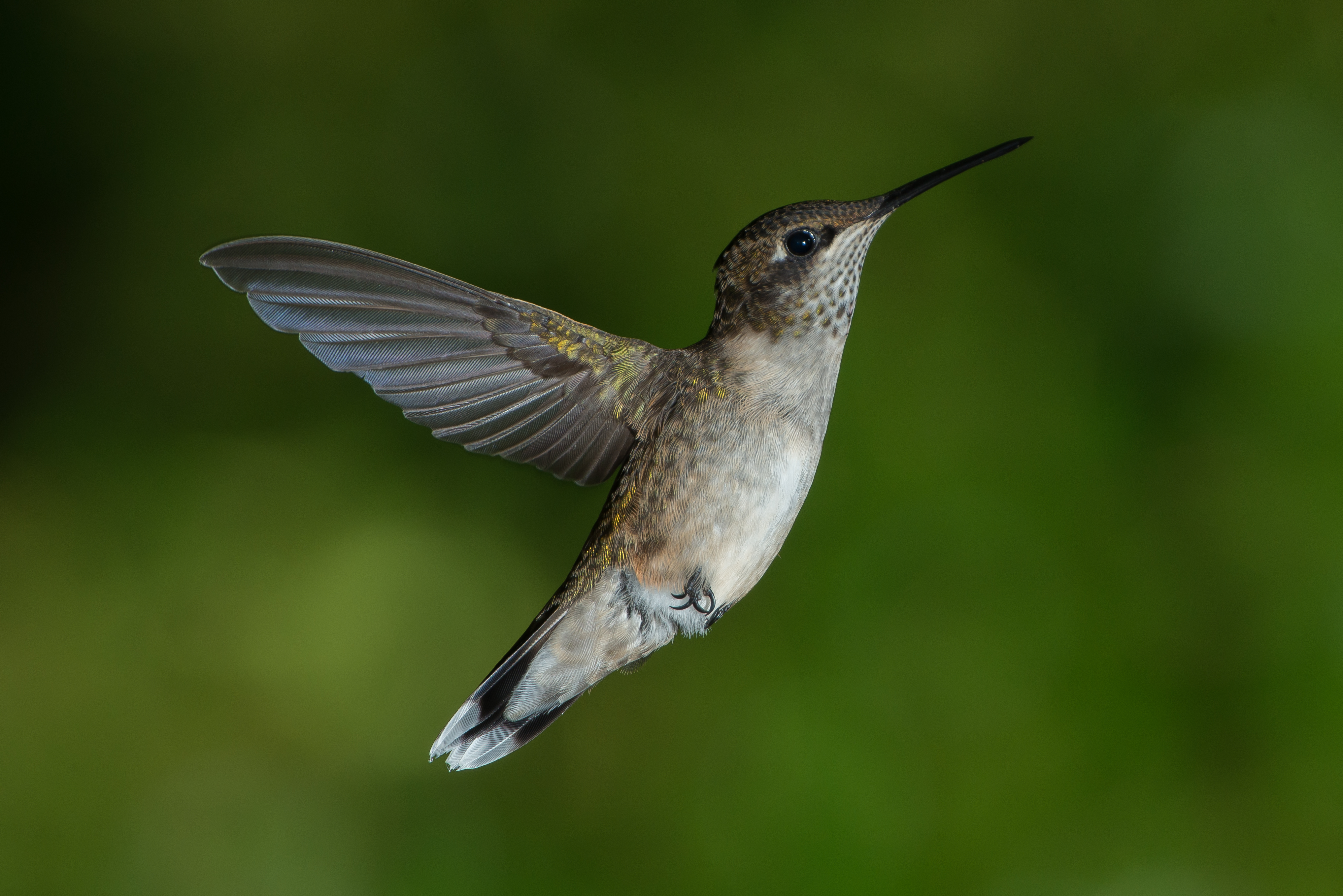 Juvenile male Ruby-throated Hummingbird hovering near a flower