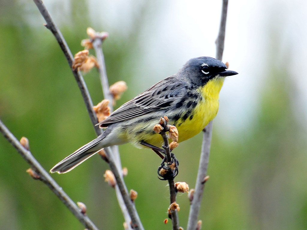 Male Kirtland's Warbler perched in jack pine habitat