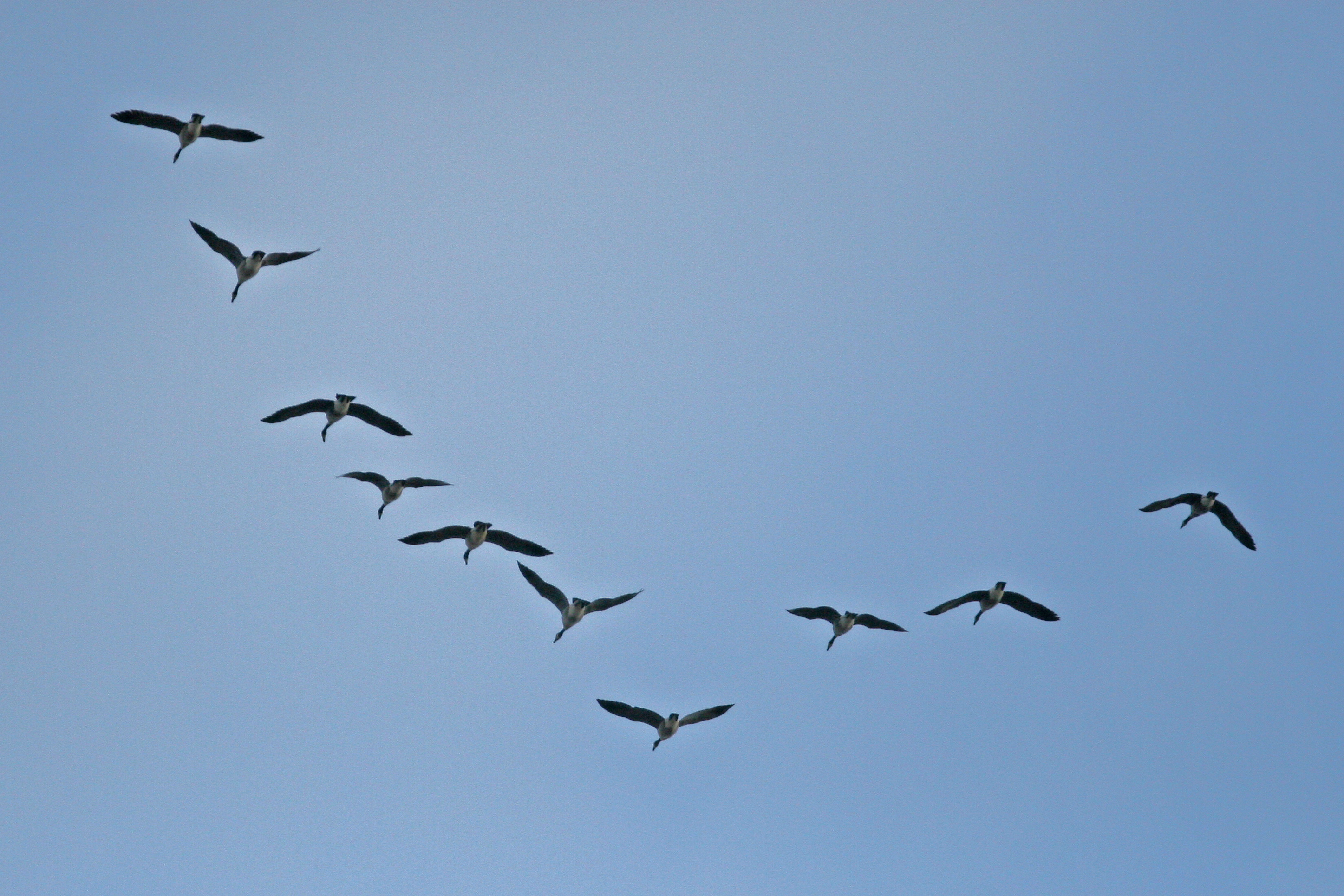 Canada Geese flying in a classic V formation against a pale sky