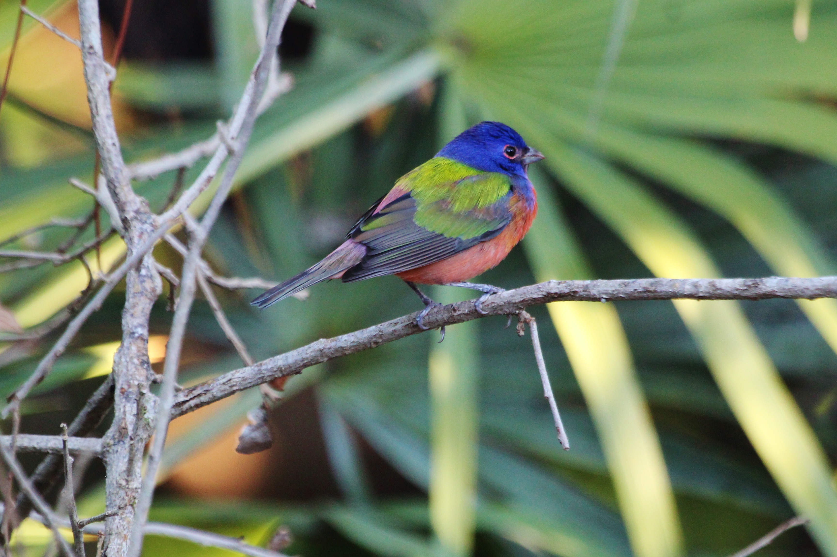 Painted Bunting