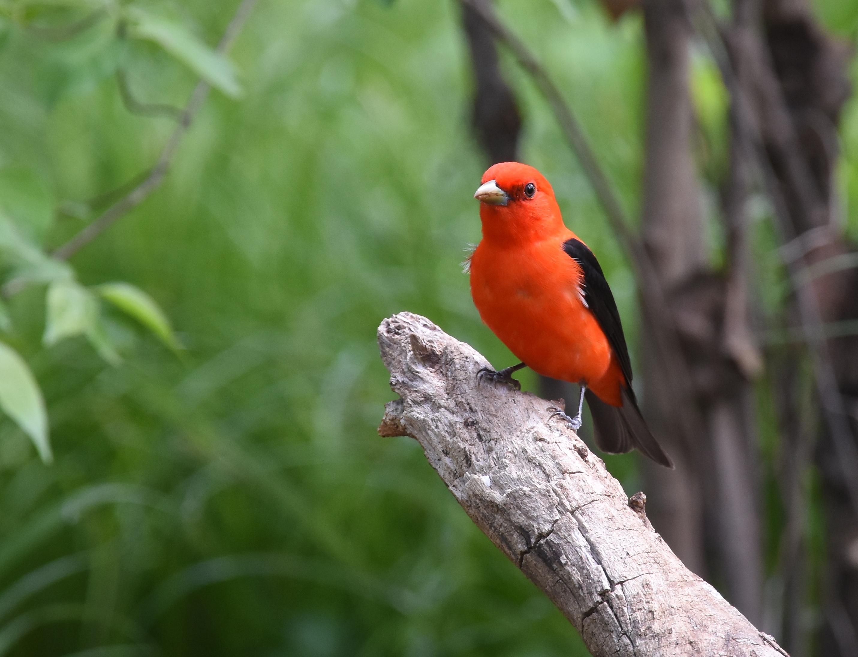 Scarlet Tanager
