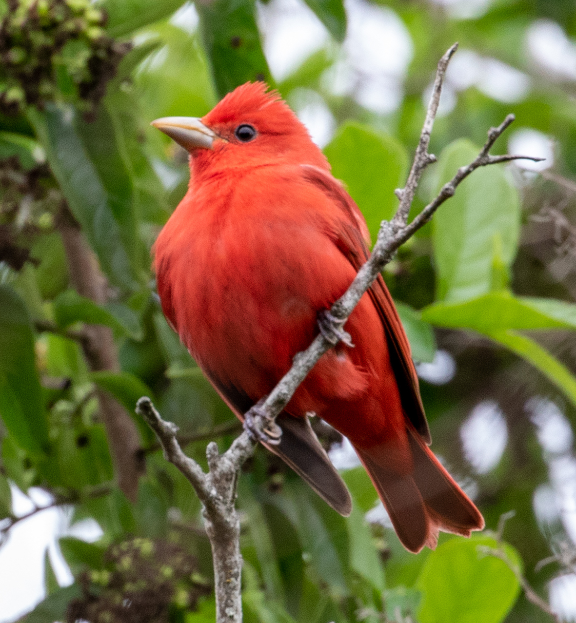 Summer Tanager