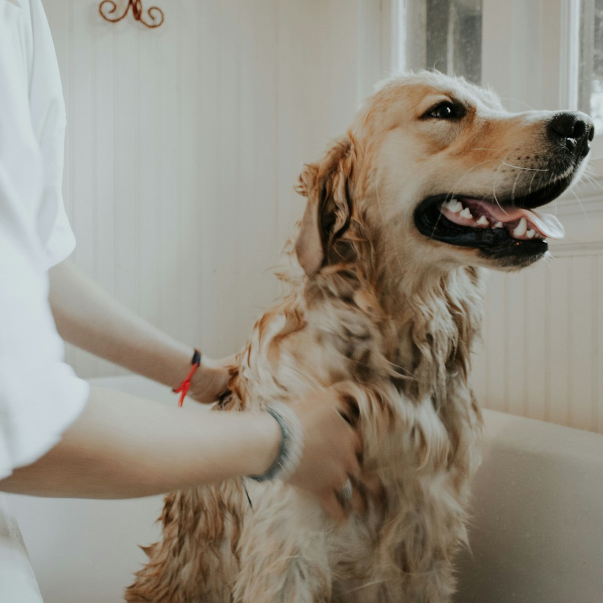 Professional groomer with mobile grooming van